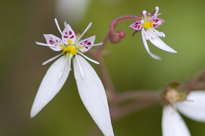 ユキノシタの花