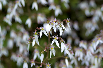 ユキノシタの花3