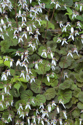 ユキノシタの花4