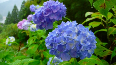 十津川あじさい