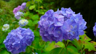 十津川アジサイ