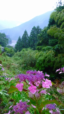 十津川山紫陽花