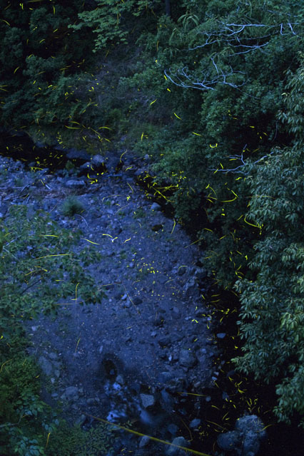 2009十津川村那知合ホタル
