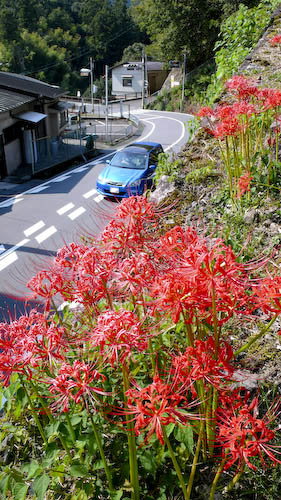 彼岸花(国道168号)