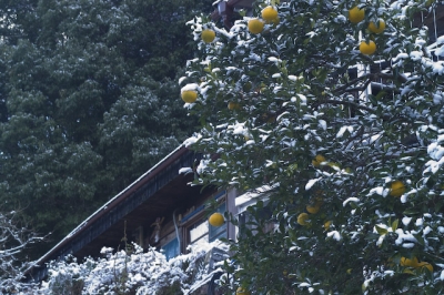 雪の十津川温泉4