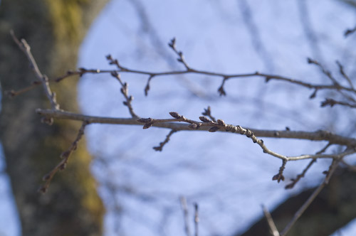 桜のつぼみ