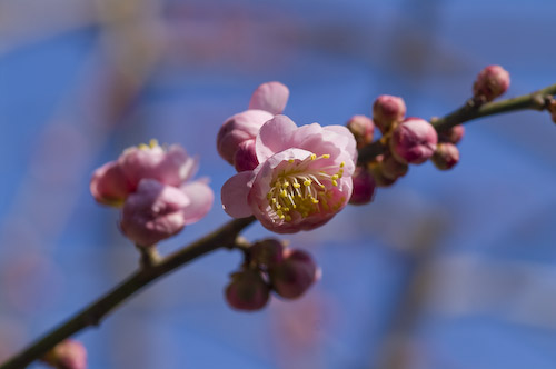 十津川村の梅