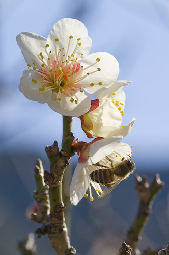 白梅と蜂