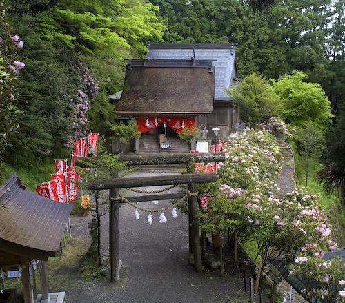 三柱神社石楠花