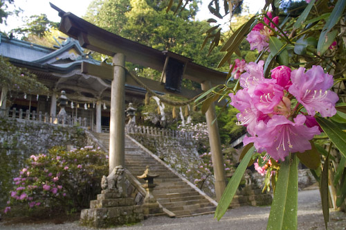 玉置神社石楠花