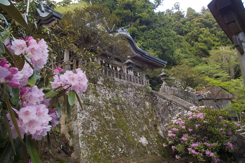 玉置神社石楠花2