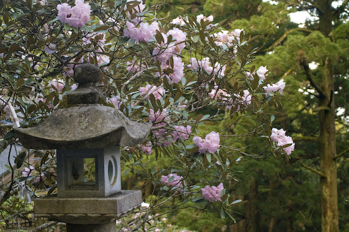 玉置神社石楠花7