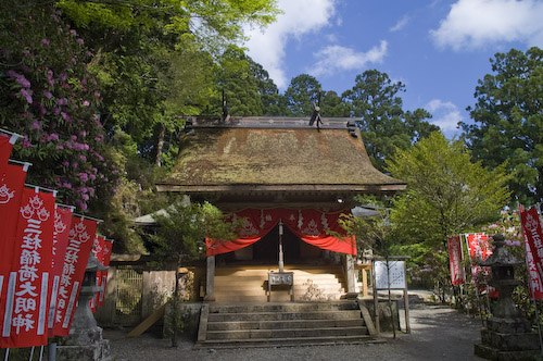 三柱神社石楠花2