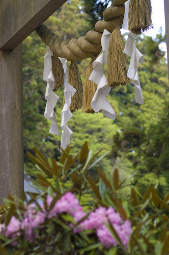 玉置神社石楠花9