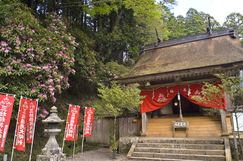 三柱神社とシャクナゲ