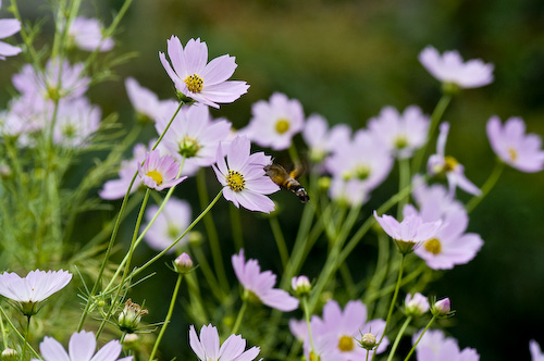 秋桜