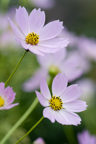 秋桜3