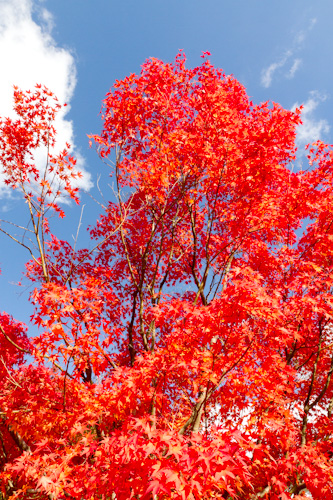 大塔の紅葉2