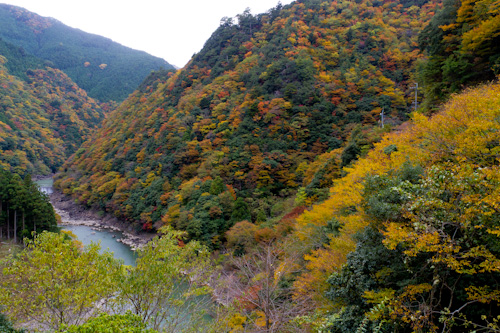 大塔の紅葉3