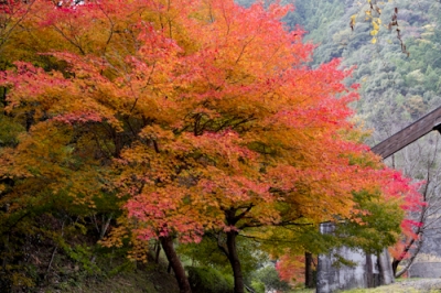 昴の郷紅葉2