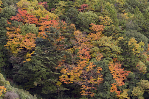 玉置山の紅葉2