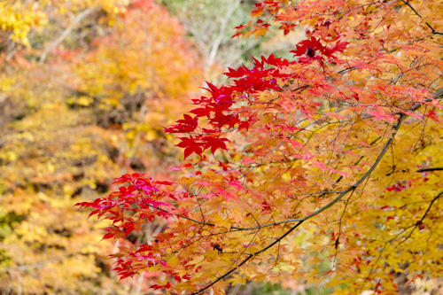 玉置山の紅葉3