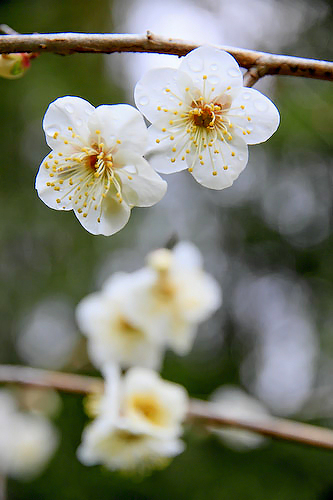 梅の花2