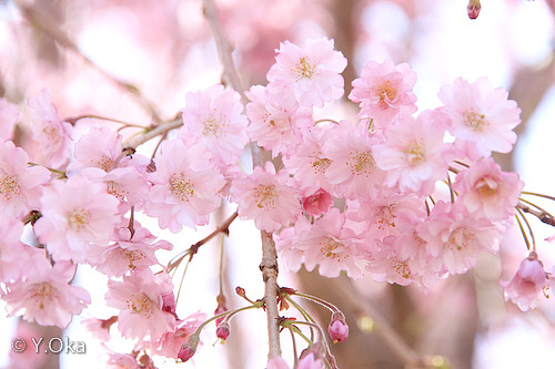 果無集落のしだれ桜2