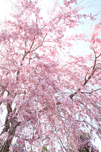 果無集落のしだれ桜3