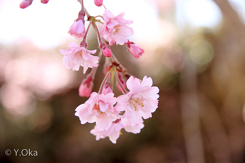 果無集落のしだれ桜4