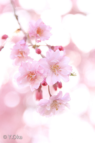 果無集落のしだれ桜5