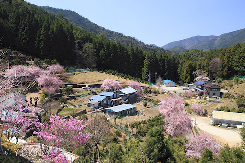 しだれ桜の里七郎桜