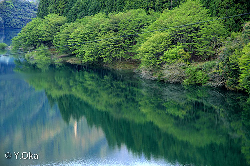 湖畔の新緑