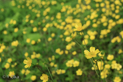 黄色い野の花