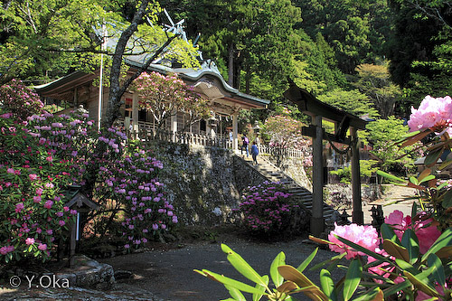 玉置神社境内の石楠花