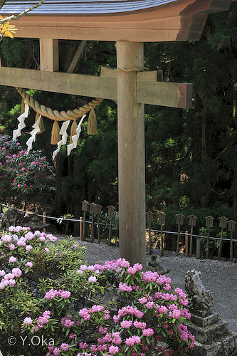 玉置神社石楠花