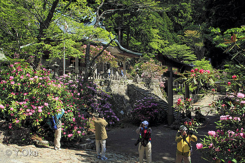 玉置神社境内カメラマン