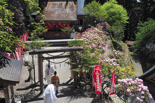 三柱神社しゃくなげ
