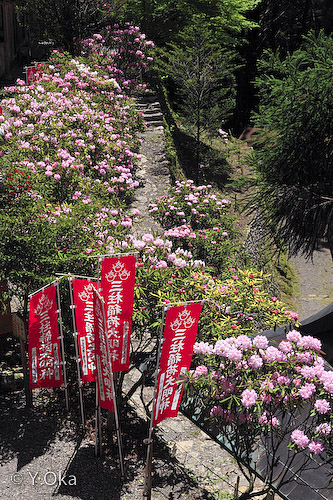 三柱神社しゃくなげ