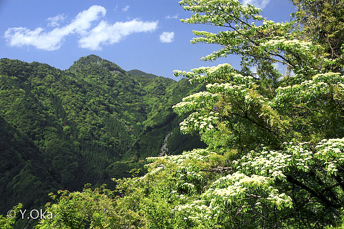 新緑の玉置山