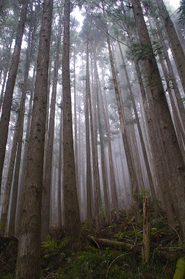 十津川村の杉