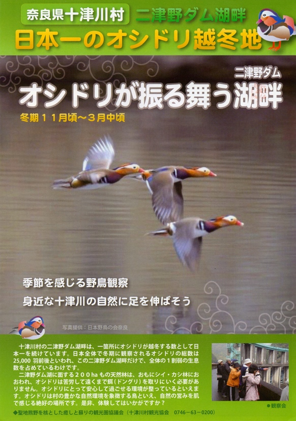 オシドリ観察チラシ