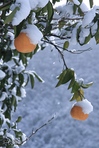 雪化粧の十津川温泉