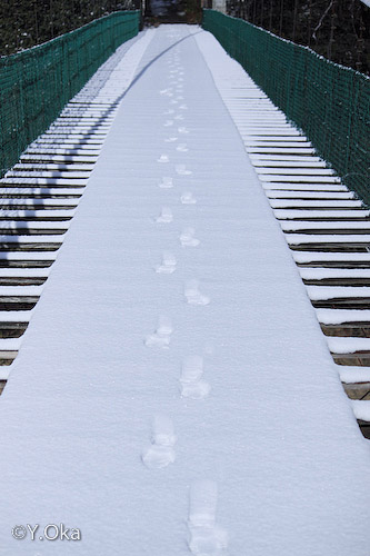 雪の猿飼橋