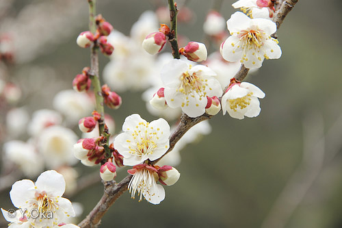 梅の花 十津川村観光協会お知らせ