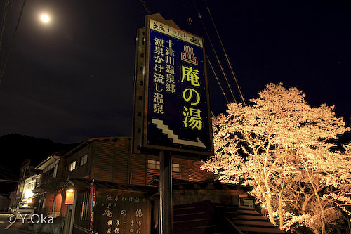 十津川温泉夜桜