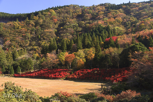 ドウダンツツジの紅葉