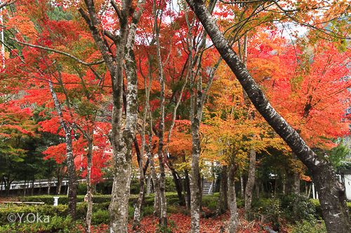 旭エレハウス紅葉