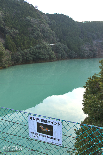 猿飼吊橋