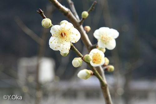 梅の花